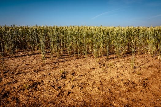 Wheat field on very dry soil