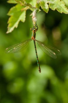 Green damselfly sitting on a green leaf