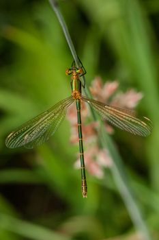 Green damselfly sitting on a green leaf