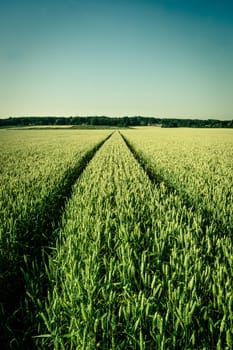 Wheat field in vintage colors