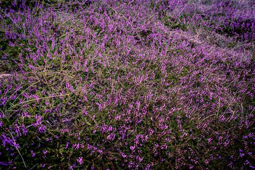 Purple heather field in natural surroundings