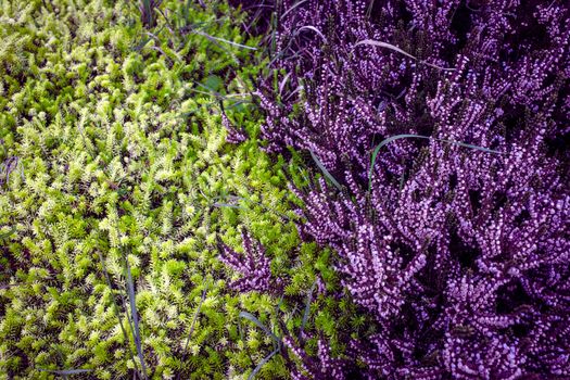 Purple heather with contrast green pine