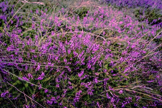 Purple heather field in natural surroundings