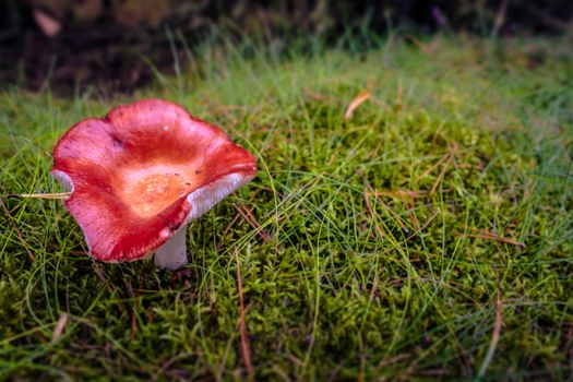 Red fungus mushroom on the forest floor