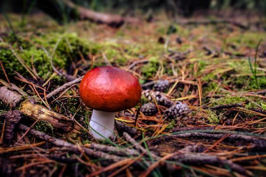 Red fungus mushroom on the forest floor