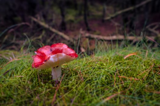 Red fungus mushroom on the forest floor