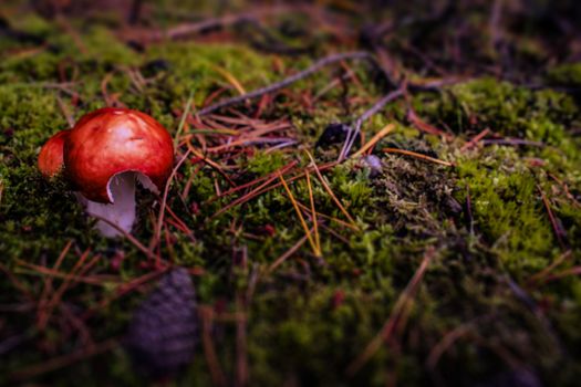 Red fungus mushroom on the forest floor