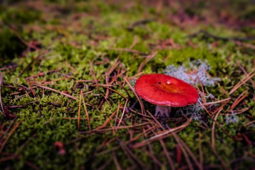 Red fungus mushroom on the forest floor