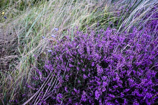 Purple heather field in natural surroundings