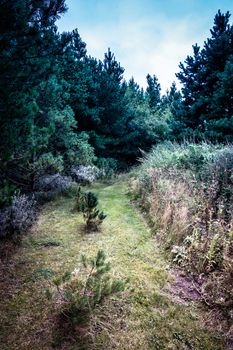 Beautiful garden with pine trees