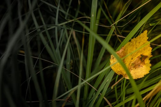 Fallen leaf in grass at autumn time