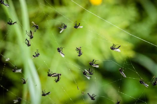 Many flies captured in a spiderweb