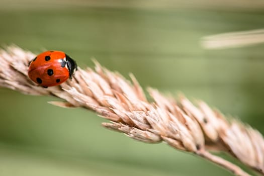 Red ladybug crawling on a straw