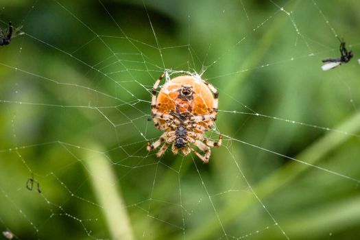 Big spider in a web with mosquitos