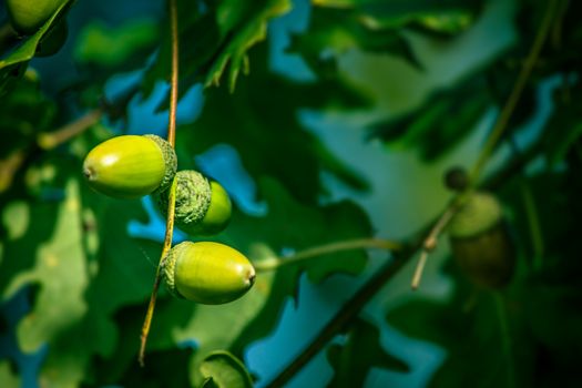 Fresh green acorn ripe hanging from a tree