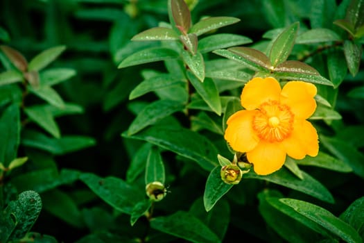 Yellow flower surrounded by green leafs