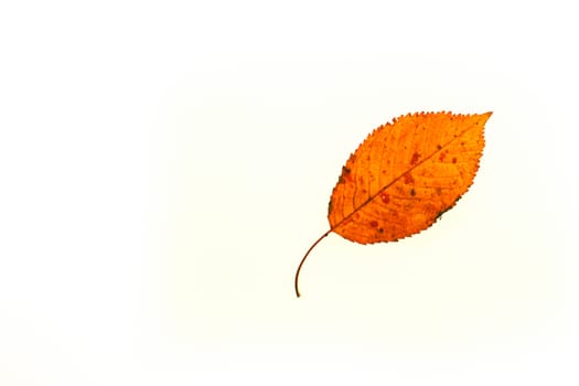 Fallen leaf in grass at autumn time