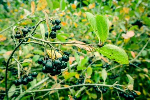 Aronia Melanocarpa hanging on a branch in nature