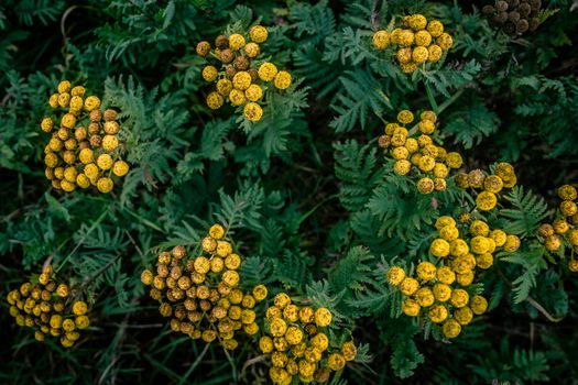 Yellow Tanacetum Vulgare flower from above