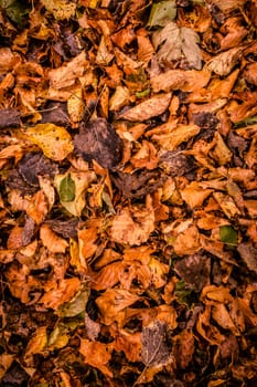 Fallen leafs on the gorund at autumn time