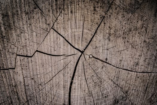 Close-up of a tree trunk pattern