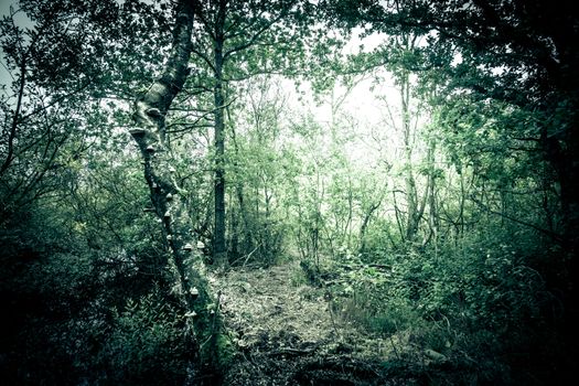 Misty forest foliage with bright lights