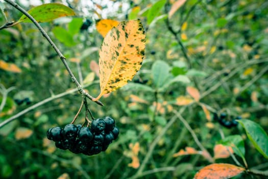 Aronia Melanocarpa hanging on a branch in nature