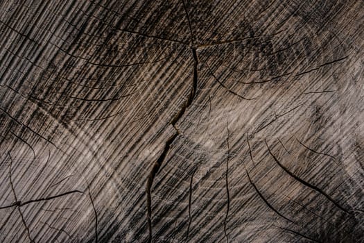 Close-up of a tree trunk pattern