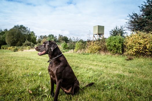 Hunting dog on a green field with a lookout