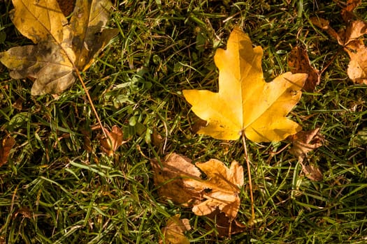 Fallen leaf in grass at autumn time