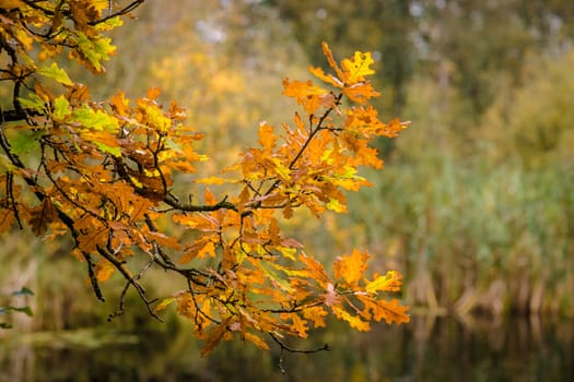 Colorful autumn maple hanging from a tree