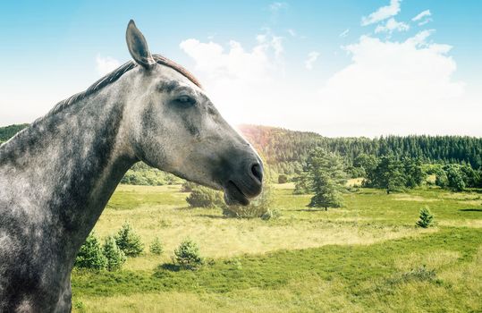 Portrait of a grey horse isolated on white