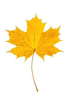 Fallen leaf in yellow colors at autumn time
