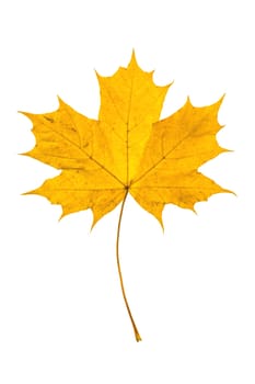 Fallen leaf in yellow colors at autumn time