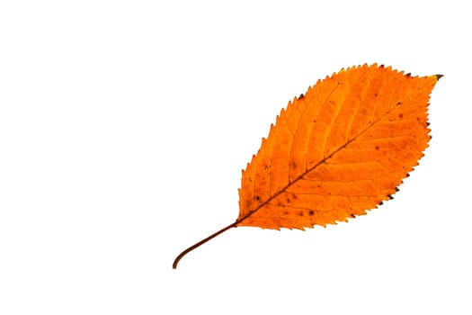 Fallen leaf in orange colors at autumn time