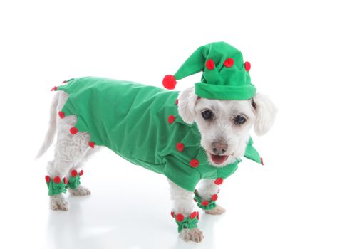 Pet dog wearing a red and green coat and pointy hat. Suitable as a Christmas Elf, jester or leprechaun. White background.