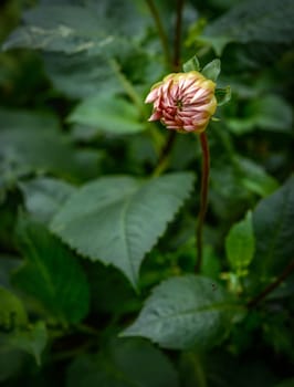 Close-up Of A Closed Pink Dahlia Flower In A Garden