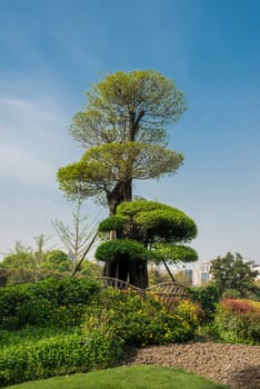 design tree in gucheng park shanghai china in republic popular of china