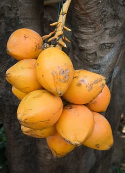 Group of yellow drinking coconuts on one branch
