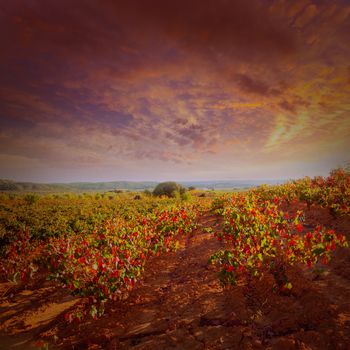 Autumn golden red vineyards sunset in Utiel Requena at Spain