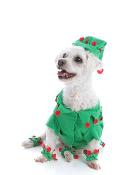 A small pet dog wears a green with red pom poms jacket and hat and is looking up with anticipation.  White background.