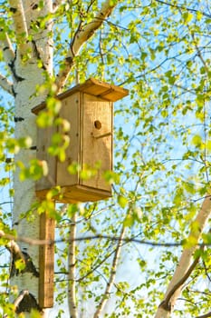 Wooden birdhouse attached to the trunk of a birch