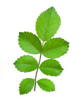 Rose leaves isolated on white background