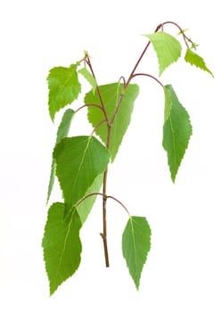 Birch branch isolated on white background