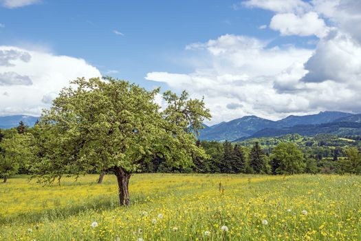 Bavarian landscape with tree, meadow with many flowers and the Alps