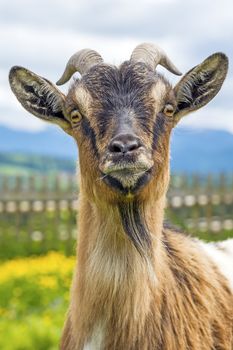 Goat, typical Bavarian animal on a meadow (Capra aegagrus hircus)