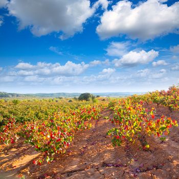 Autumn golden red vineyards in Utiel Requena at Spain