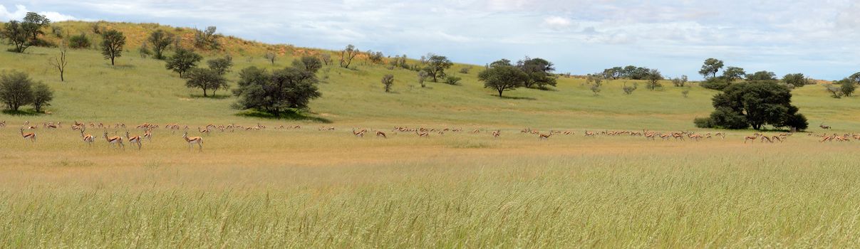 Panorama with many animals in the Kgalagadi Transfrontier Park     