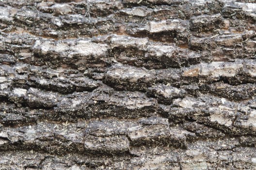 Old  Wood Tree Texture Background Pattern , tree bark
