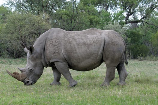 White rhino grazing on green grass field